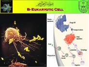 The Cell Organelles