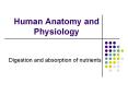 Human%20Anatomy%20and%20Physiology PowerPoint PPT Presentation