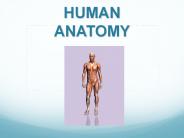 HUMAN ANATOMY