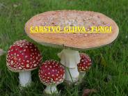 CARSTVO GLJIVA - FUNGI