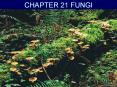 CHAPTER 21 FUNGI PowerPoint PPT Presentation