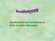 Basidiomycota