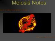 Meiosis Notes