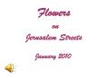Flowers%20on%20Jerusalem%20Streets PowerPoint PPT Presentation
