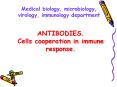 ANTIBODIES. Cells cooperation in immune response. PowerPoint PPT Presentation