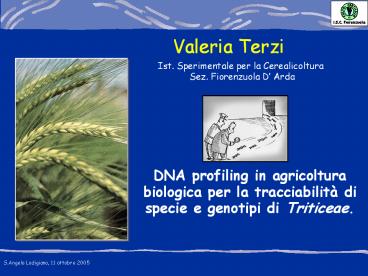 Nessun%20titolo%20diapositiva