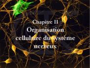 Organisation structurale