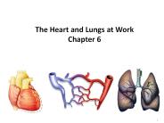 The Heart and Lungs at Work Chapter 6