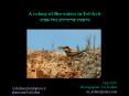 A colony of Bee-eaters in Tel-Aviv ????? ??????? ???-???? PowerPoint PPT Presentation
