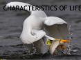 Characteristics of Life PowerPoint PPT Presentation