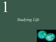 Studying%20Life
