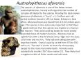 Australopithecus afarensis PowerPoint PPT Presentation