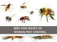 Bees and Wasps of Hitman Pest Control PowerPoint PPT Presentation
