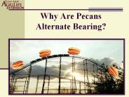 Why Are Pecans Alternate Bearing?