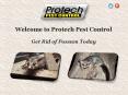 Possum Control PowerPoint PPT Presentation