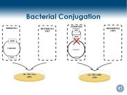 Bacterial Conjugation