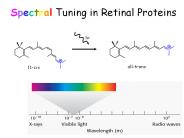 Spectral Tuning in Retinal Proteins