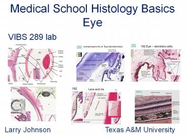 Medical School Histology Basics Eye
