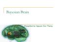 Bayesian Brain PowerPoint PPT Presentation