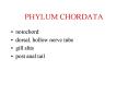 PHYLUM CHORDATA PowerPoint PPT Presentation