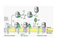 Part 2: Intracellular trafficking