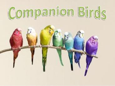 Companion Birds