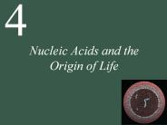 Nucleic Acids and the Origin of Life