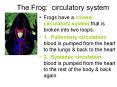 The Frog: circulatory system PowerPoint PPT Presentation