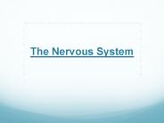 The Nervous System