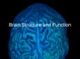 Brain Structure and Function PowerPoint PPT Presentation