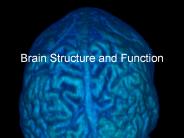 Brain Structure and Function