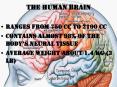 The Human Brain PowerPoint PPT Presentation