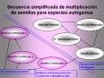 Secuencia simplificada de multiplicaci PowerPoint PPT Presentation