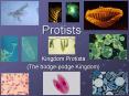 Protists PowerPoint PPT Presentation