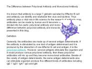 The Difference between Polyclonal Antibody and Monoclonal Antibody