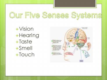 Our Five Senses Systems