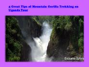 Mountain Gorilla Trekking