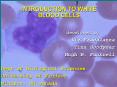 INTRODUCTION TO WHITE BLOOD CELLS PowerPoint PPT Presentation