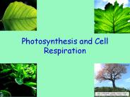Photosynthesis and Cell Respiration