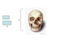 Skull PowerPoint PPT Presentation