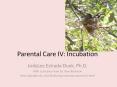 Parental Care IV: Incubation PowerPoint PPT Presentation