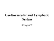 Cardiovascular and Lymphatic System