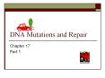 DNA Mutations and Repair PowerPoint PPT Presentation