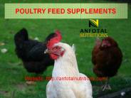 Poultry Feed Supplements Manufacturer India