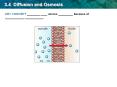 3.4 Diffusion and Osmosis PowerPoint PPT Presentation