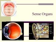 Sense Organs