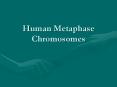 Human Metaphase Chromosomes PowerPoint PPT Presentation