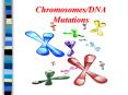 Chromosomes/DNA Mutations PowerPoint PPT Presentation