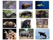 Morphology and Evolution