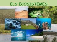 TEMA 1  Els ecosistemes